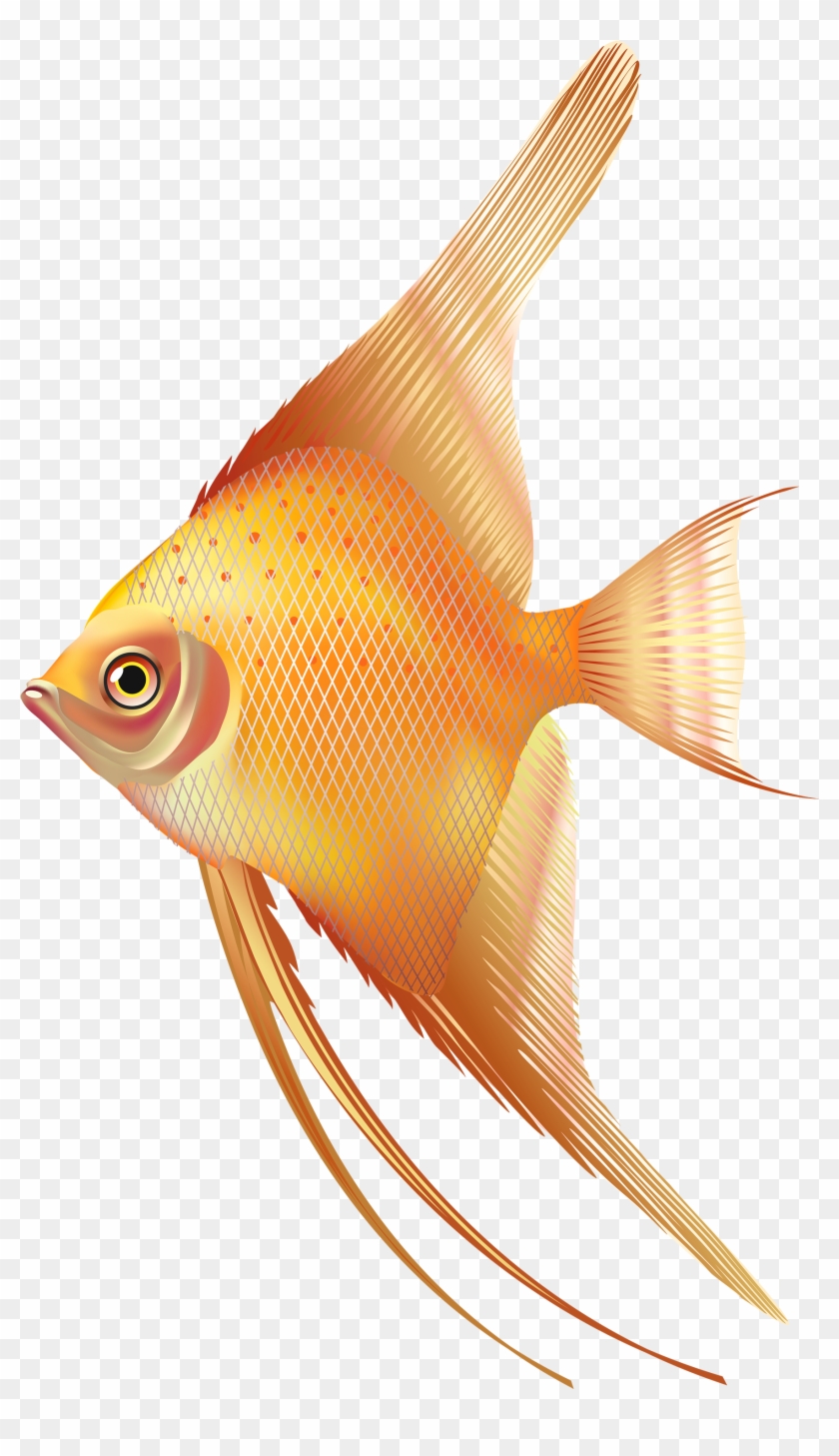 Nice Exotic Fish Png Clipart - Fresh Water Aquarium Fish Png #393927