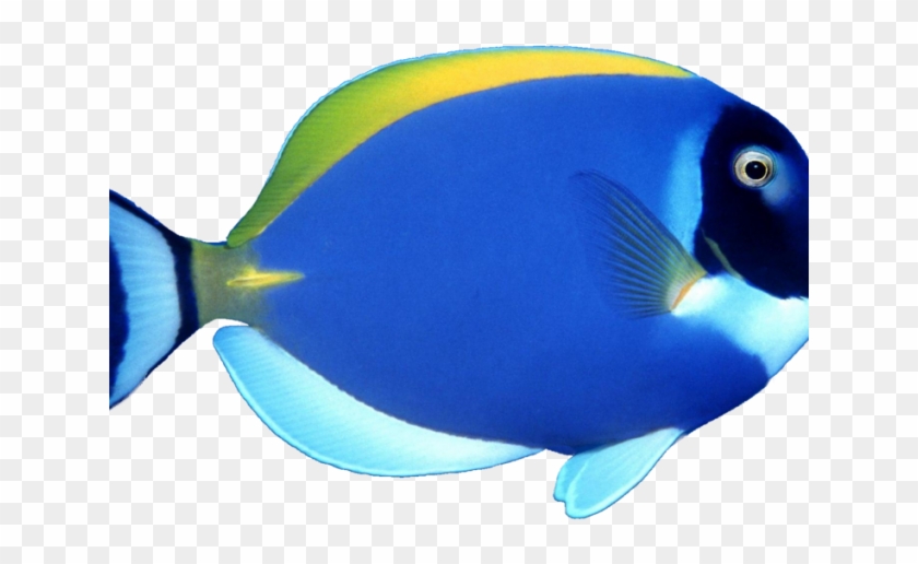 Butterflyfish Clipart Pretty Fish - Sea Fish Png #394040