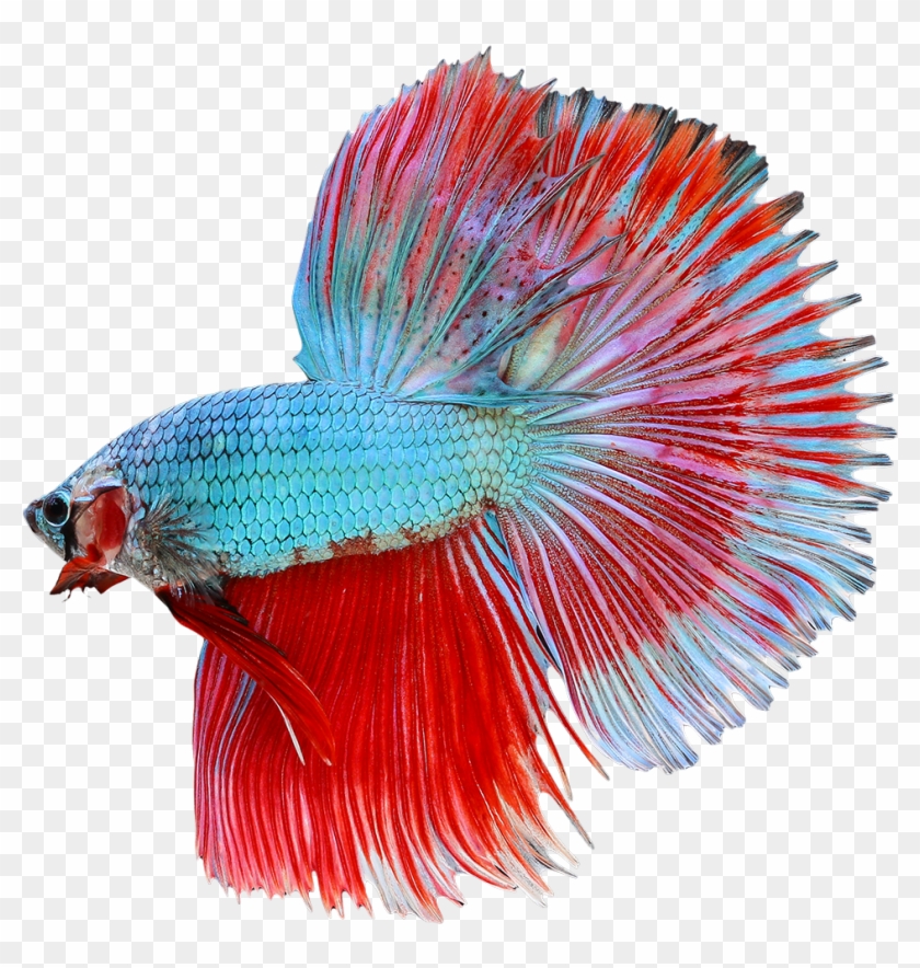 Dragon Scale Male Betta - Dragon Scale Betta Fish Female #394152