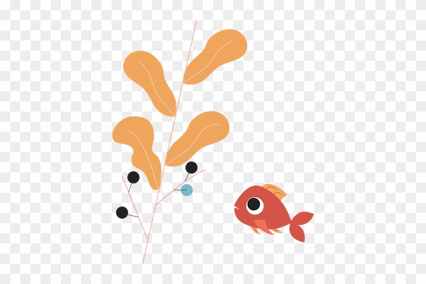 The Goldfish - Pomacentridae #394174