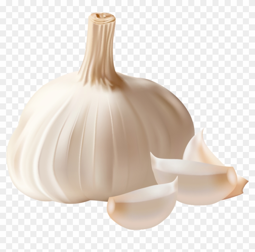 Garlic Pictures - Garlic Clipart Png #394224