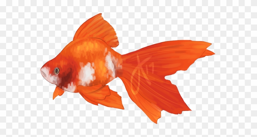 $10 Fish Commissions - Goldfish #394274