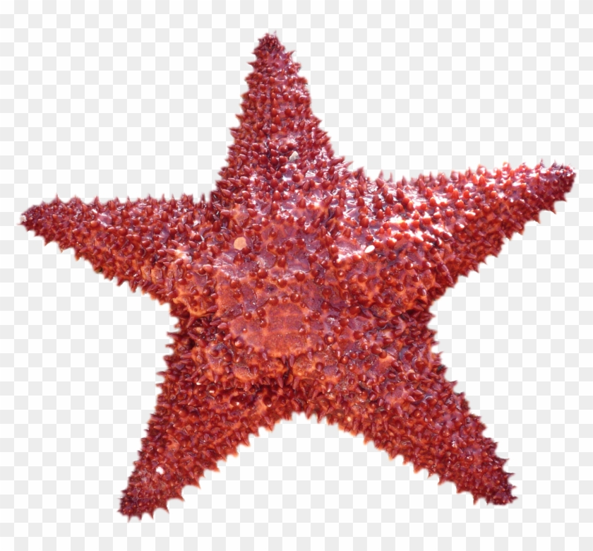 Starfish Png Transparent Image - Png Star Fish #394830