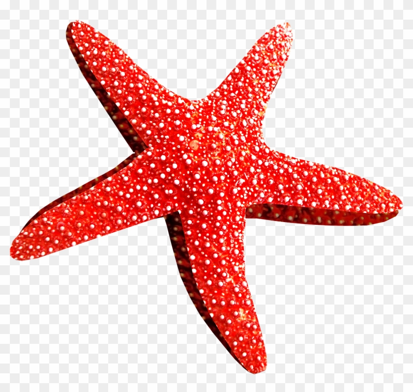 Starfish Png - Морская Звезда Пнг #394852