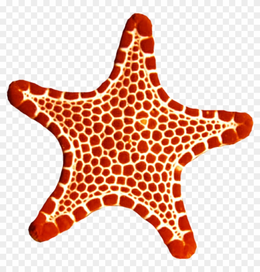 Sea Star Clipart - Sea Star Png Red #394854