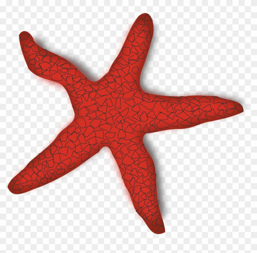 Starfish Png 11, Buy Clip Art - Stella Di Mare Png #394861