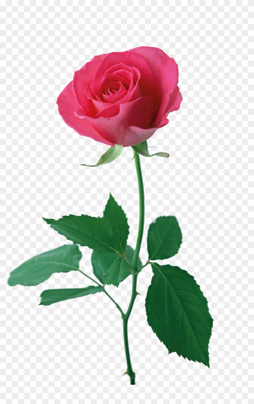 Red Rose Cartoon Transparent Material - Rosas Con Hojas - Free Transparent PNG Clipart Images Download