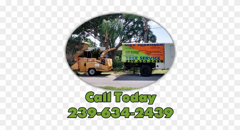 Tree Service Cape Coral Specializes In Grinding Any - Sw Fl Tree Service #395060