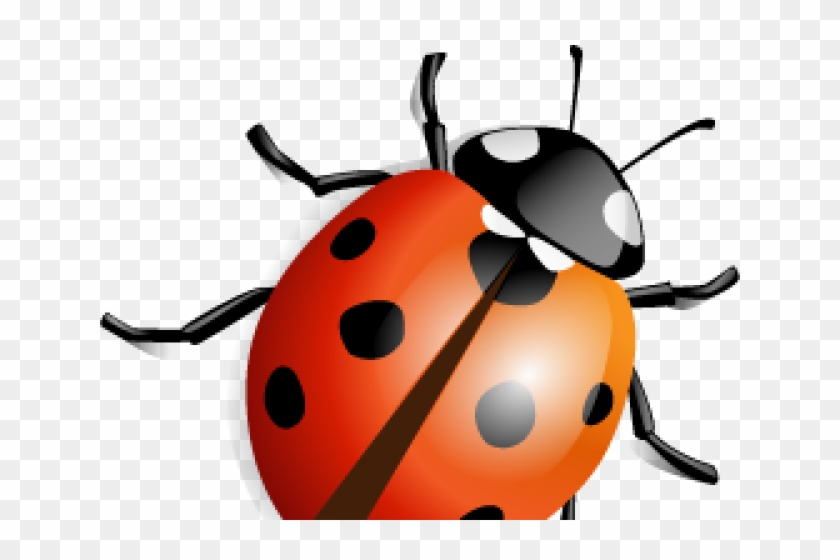 Illustrated Ladybug - Transparent Background Ladybug Clipart #395062