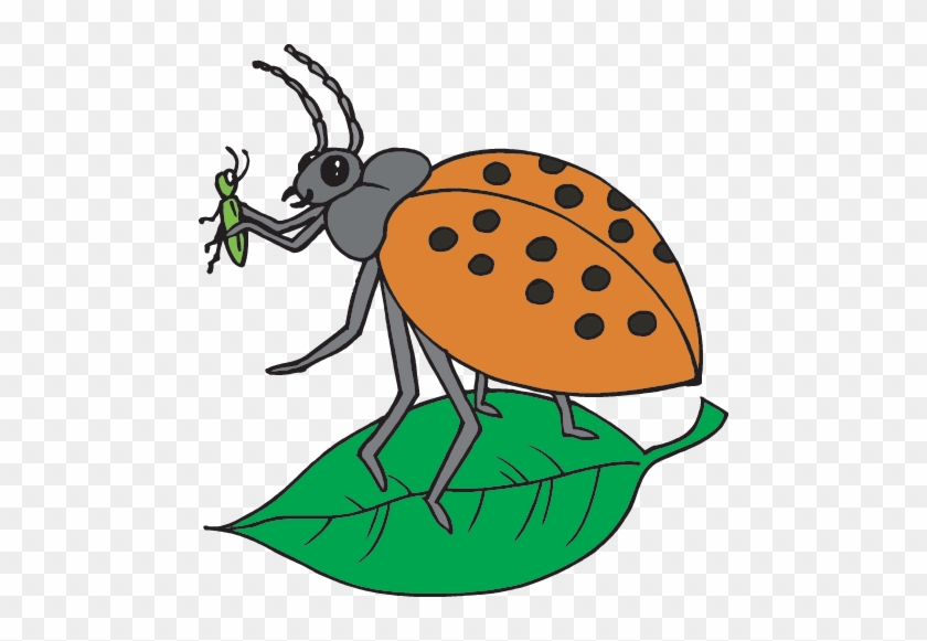 Lady Bug - Portable Network Graphics #395115