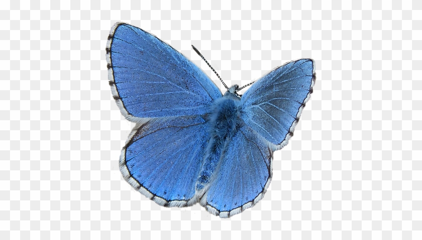 Blue Butterfly 4, Buy Clip Art - Blue #396483