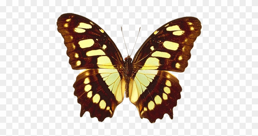 Png Transparent Brown And Yellow Real Butterfly Clipart - Brown And Yellow Butterfly #396555