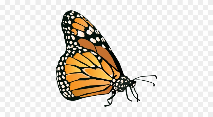 Monarch Butterfly Clipart Vector Side - Monarch Butterfly West Virginia #396561