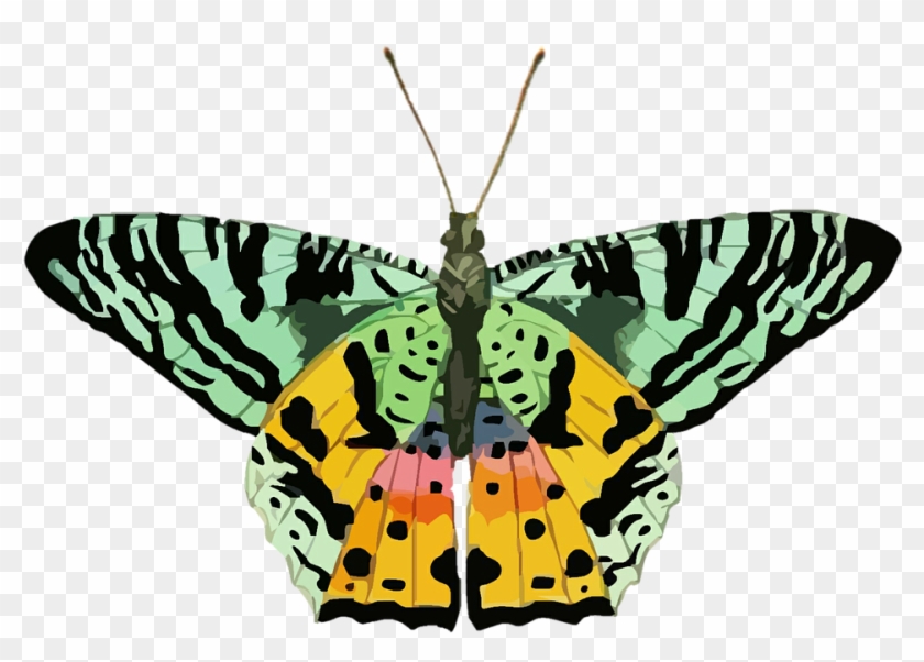 Nature Clipart Butterfly - Yellow Green Butterfly Png #396570