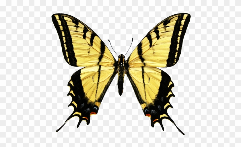 Butterfly Clipart Black And Yellow - Tiger Swallowtail Clip Art #396594
