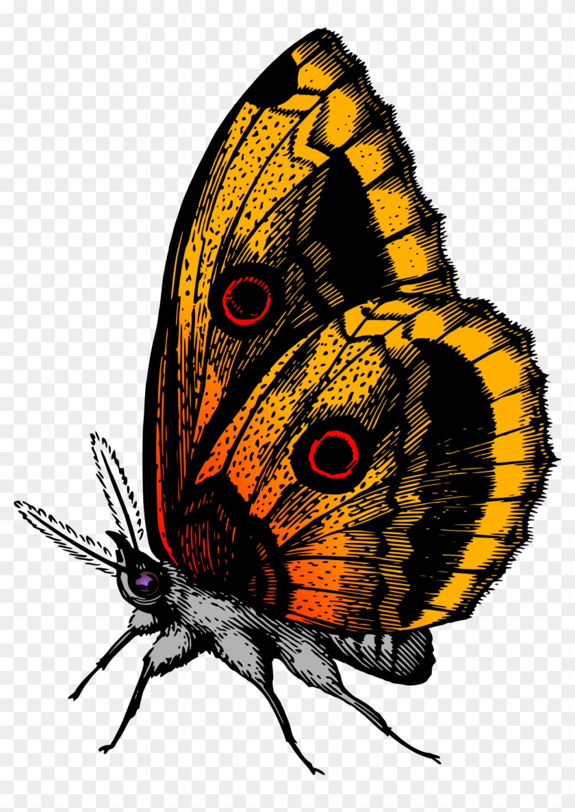 Butterfly 18 - Write Here Notebooks: Butterfly Notebook / Journal #396612