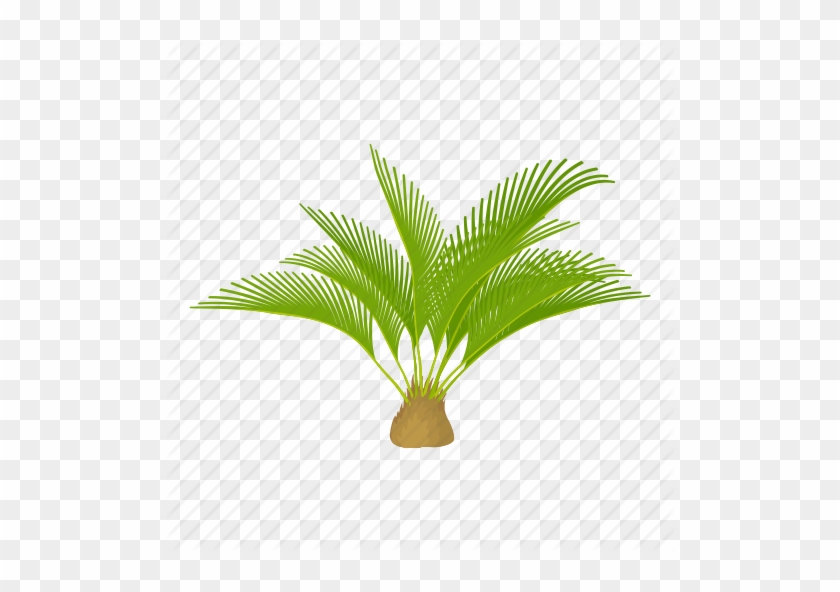 Transparent Cartoon Palm Tree - Cartoon Cycas #396767