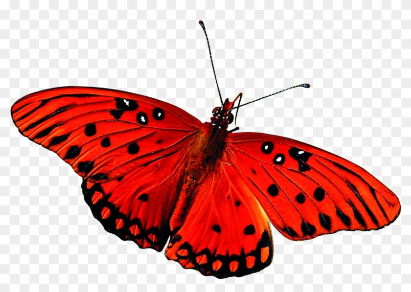 Beautiful Butterfly Png Image Two - Many Legs Does A Butterfly Have #396802