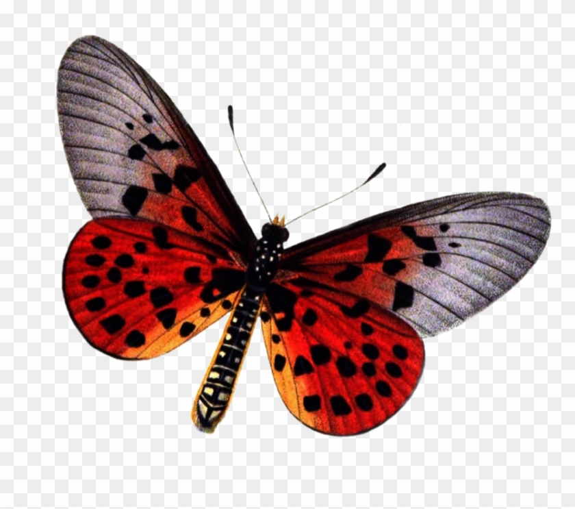 Butterfly 1 Png Stock By Lubman Butterfly 1 Png Stock - Butterfly Stock #396806