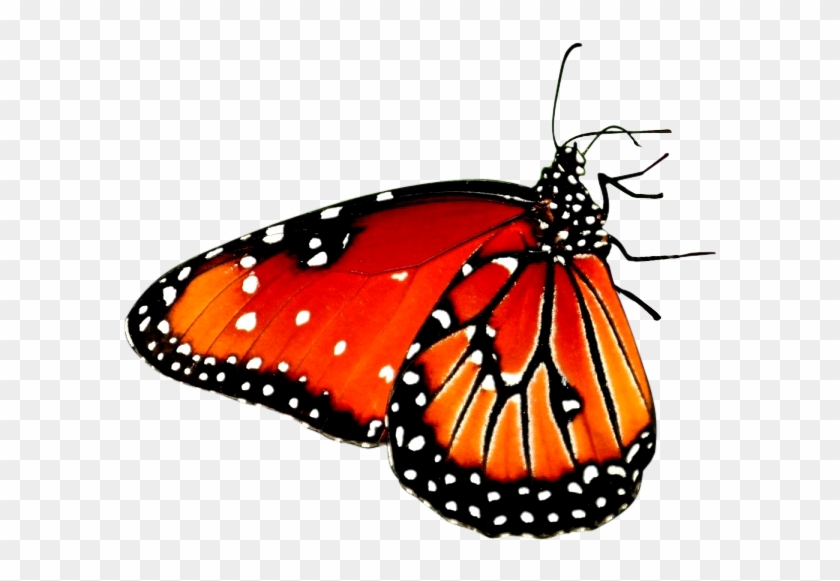 Beautiful Butterfly Desktop Wallpaper High-definition - Beautiful Butterfly Desktop Wallpaper High-definition #396832