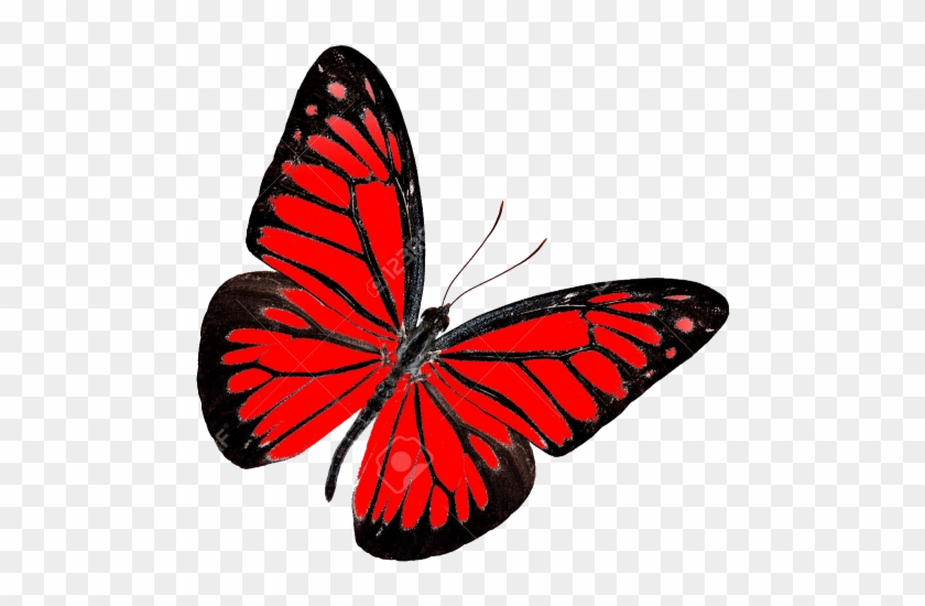 Careers In Business Process Management With Pnmsoft - Red Butterfly Transparent Background #396836