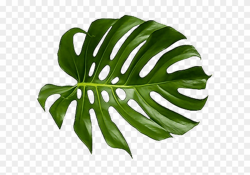 Leaf Leave Tropical Palm Green Freetoedit - Leaf Leave Tropical Palm Green Freetoedit #396885