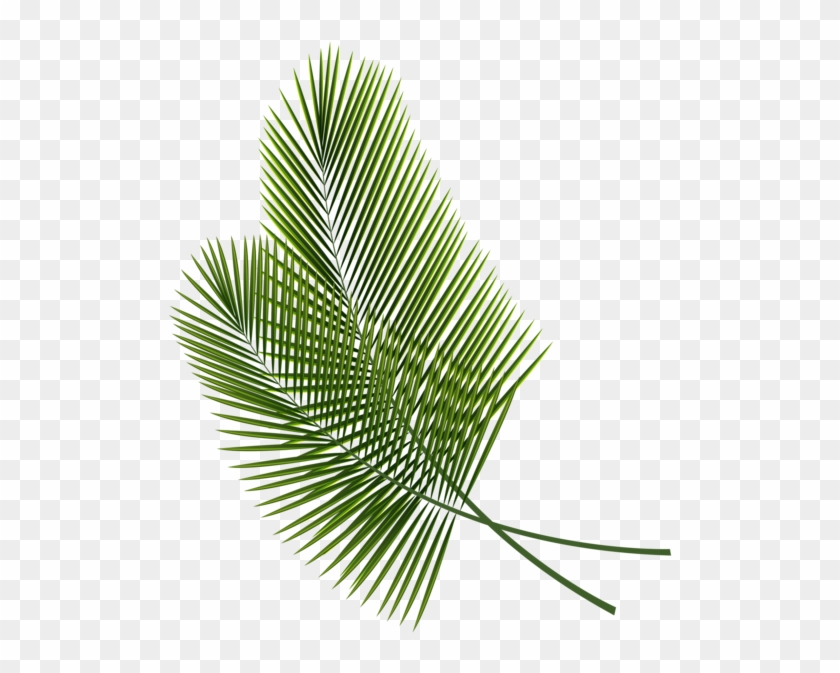 Tropical Leaves Png Clipart Image - Tropical Leaves Png #396890