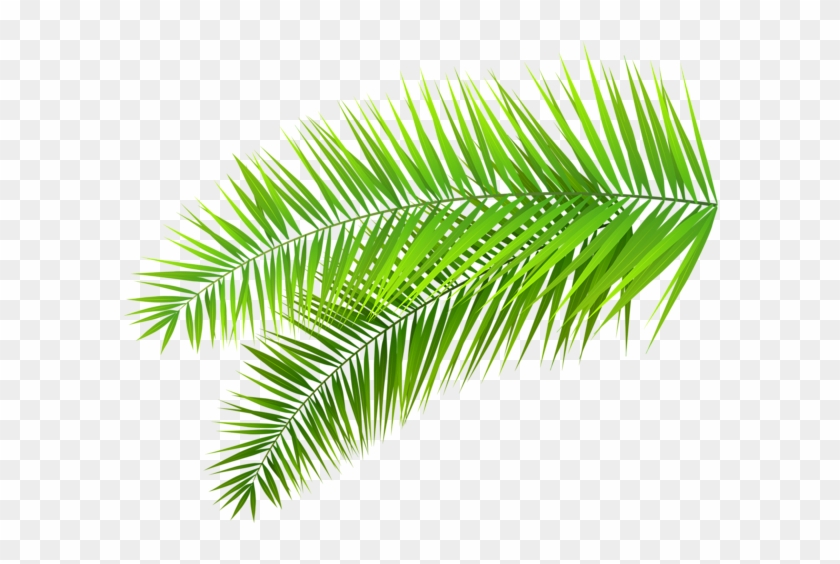 Palm Leaves Decoration Png Clip Art Image - Transparent Tropical Leaves Png #396895