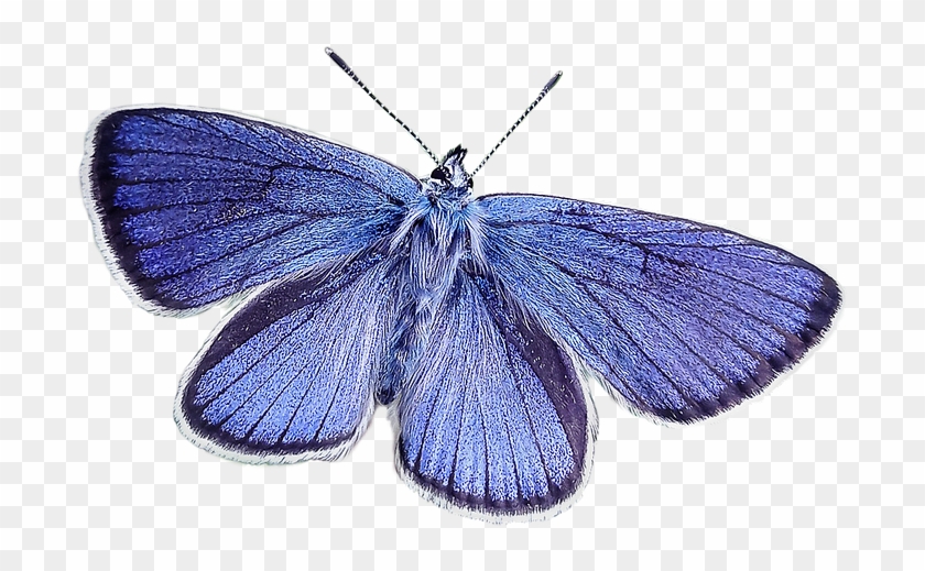 Blue Butterfly - Butterfly #396974