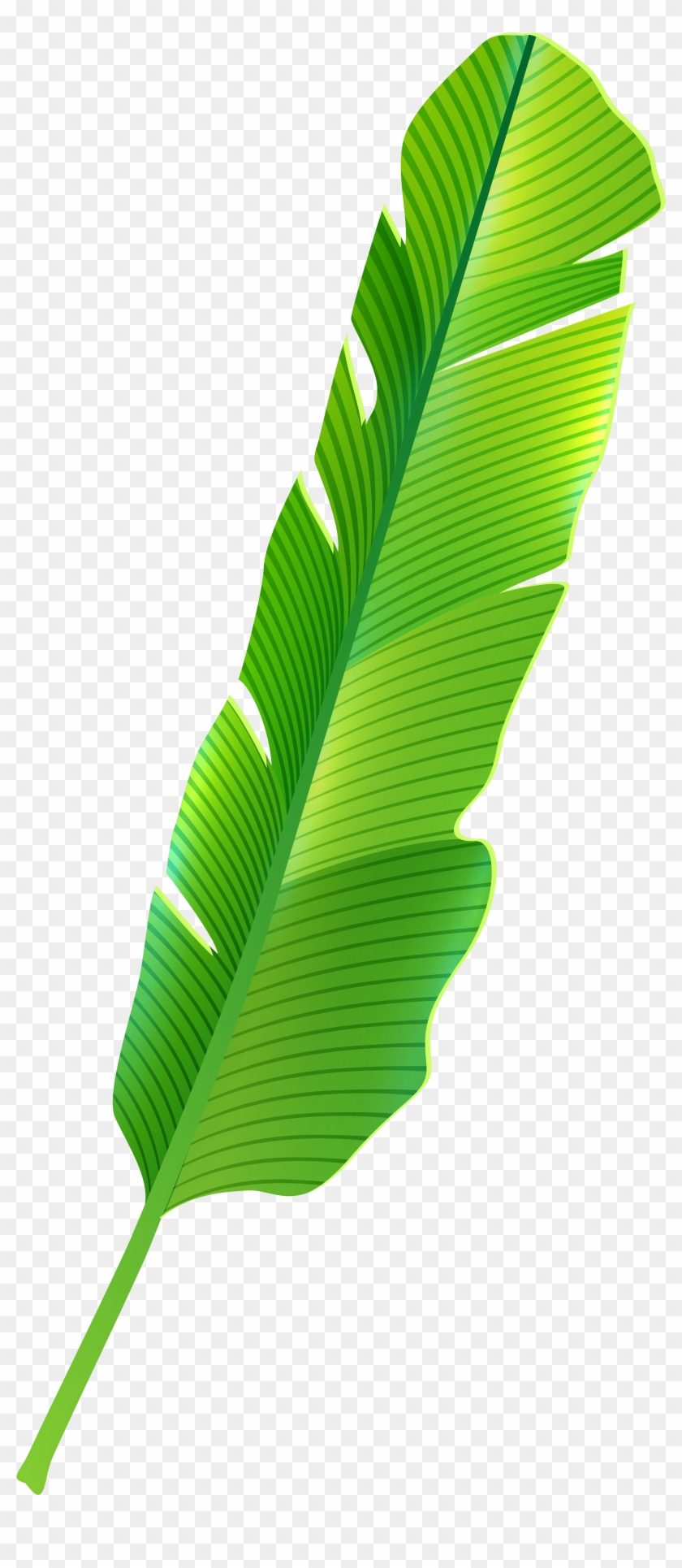 Clip Art Of Banana Leaf Tropical Png Best Web Clipart - Tropical Leaf Png #397116
