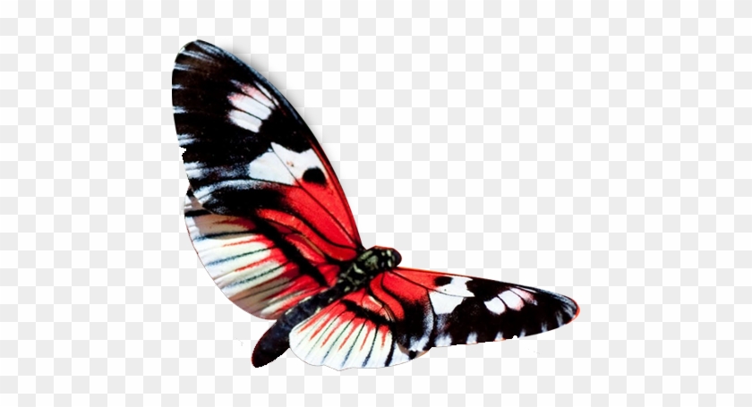 Red Butterfly Png - Hd Wallpaper In Beautiful Butterfly #397113