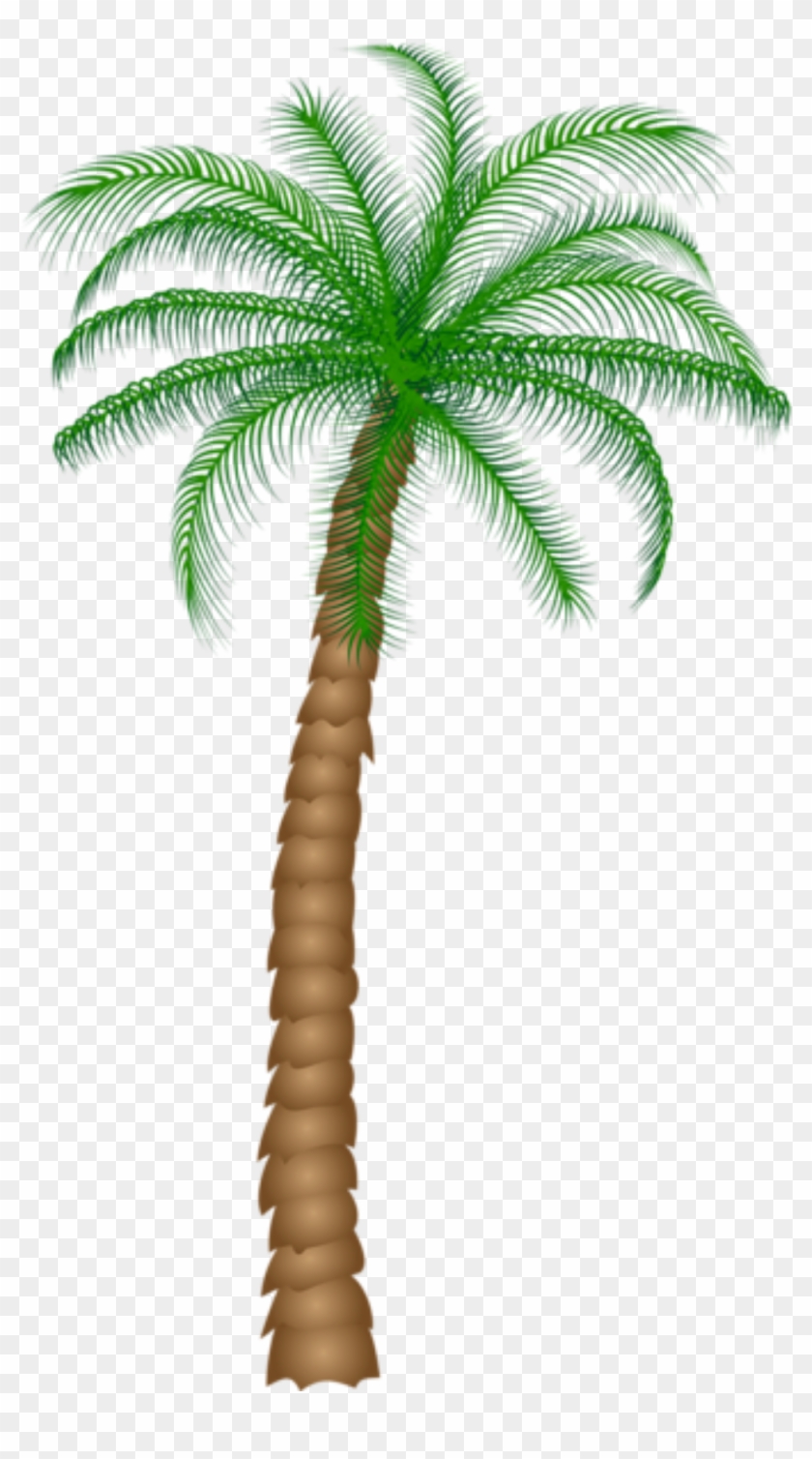 Árvores Coqueiro 2 Png - Clipart Palm Tree Png #397174