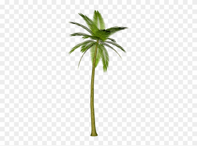 Árvores Coqueiro 9 Png - Palm Tree Render #397175