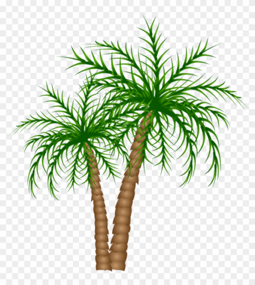 Árvores Coqueiro Png - Transparent Background Date Palm Tree Clipart #397179