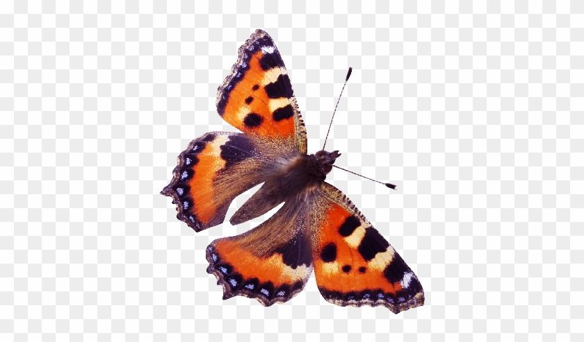 Red Admiral Butterfly Png - Red Admiral Butterfly Png #397196