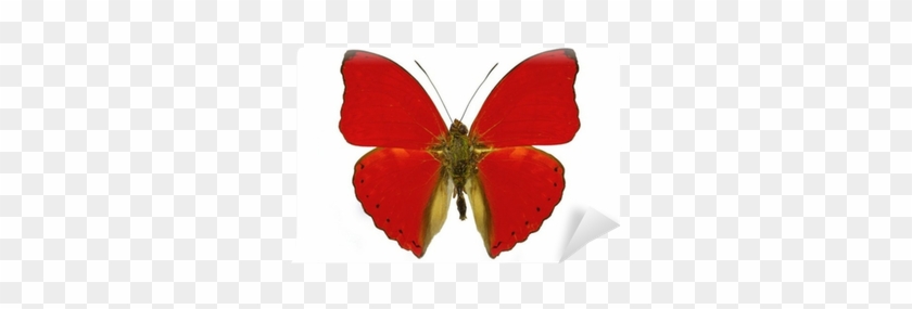 Red Butterfly Wall Mural • Pixers® • We Live To Change - Blood-red Glider #397204