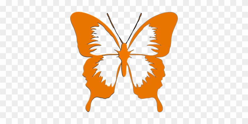 Butterfly, Insect, Animal, Orange, Blue - Butterfly Black And White Clipart #397210