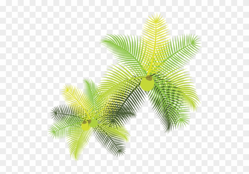 Tropical Leaves With Coconuts, Tropical Leaves, Flowers, - Palmeira Vetor Planta Baixa #397218