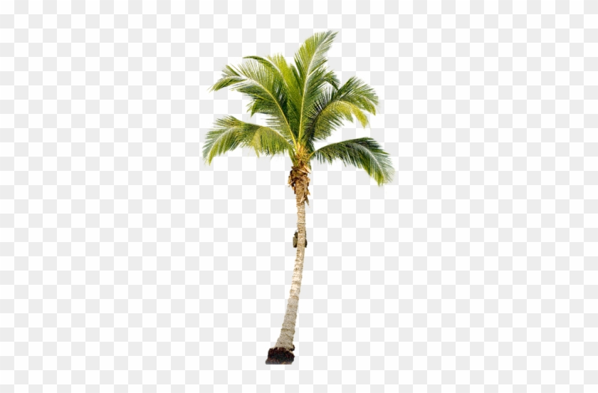 Tropical Palm Tree Png - Palm Png #397220