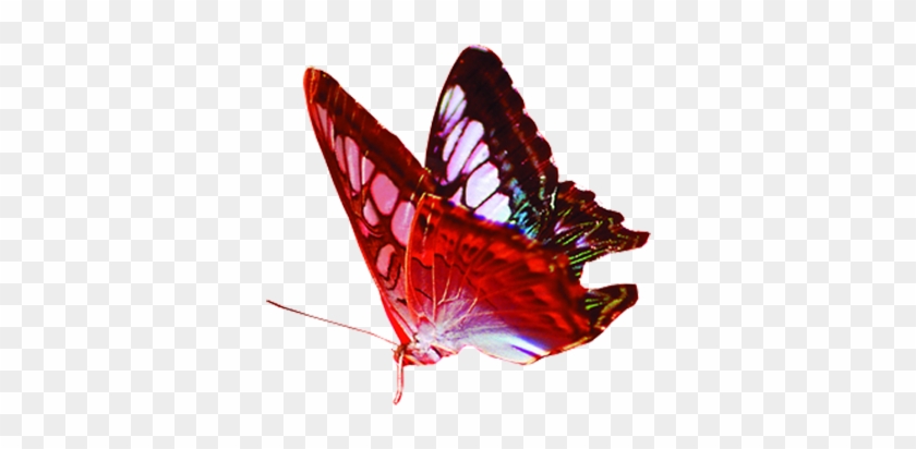 Butterfly Gratis Red - Butterfly Gratis Red #397246