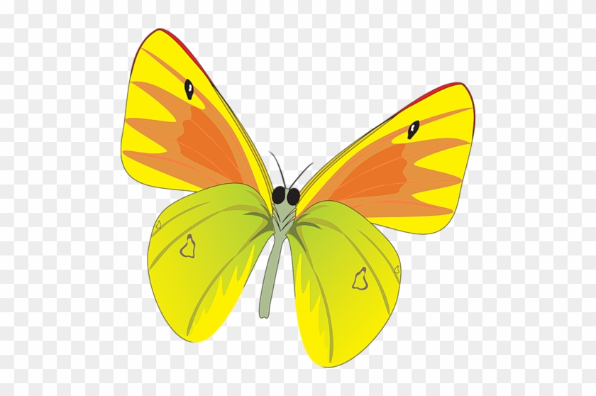 Yellow Butterfly - Butterflies And Moths #397232