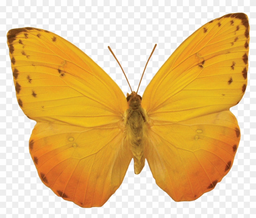 Orange Butterfly Png Image, Butterflies Free Download - Yellow And Orange Butterflies #397233