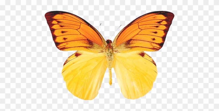 Moth, Butterfly - Pieridae #397234