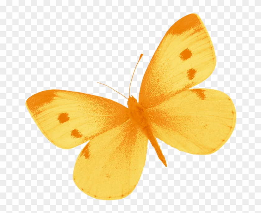 Yellow Butterfly Png By Heemipetal2004 - Clip Art #397237