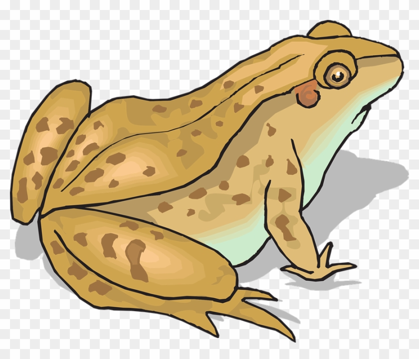 Rainforest Animals Clipart 3, - Clipart Toad #397328