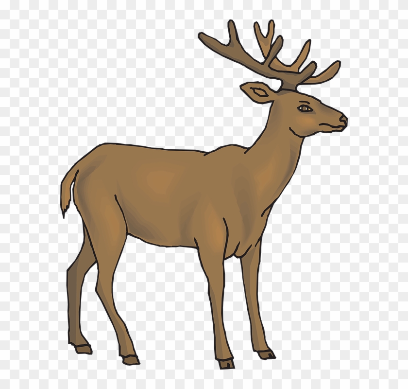Whitetail Deer Clipart - Deer Clipart #397334