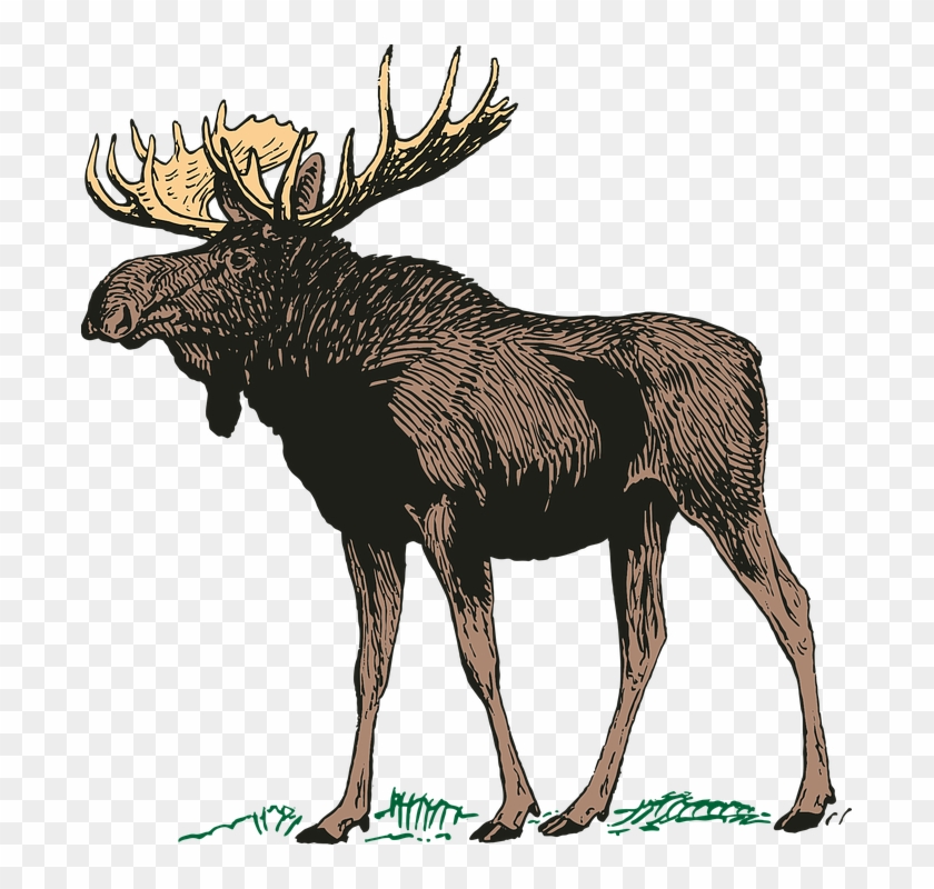 Free Moose Clipart 9, - Canadian Moose Png #397346