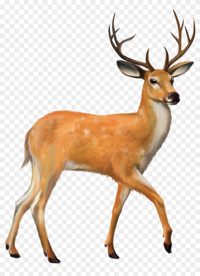 White-tailed Deer Mule Deer Clip Art - White-tailed Deer Mule Deer Clip Art #397470