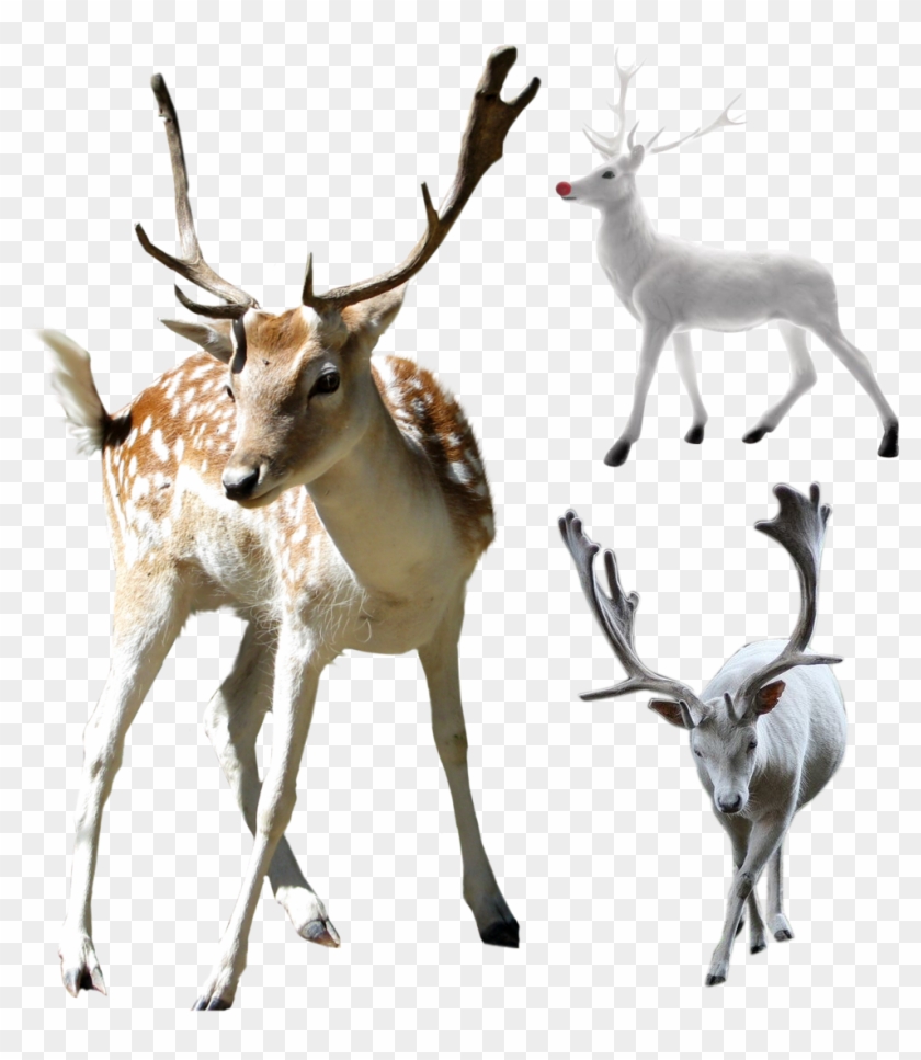 Deer Clip Art - Deer Clip Art #397550