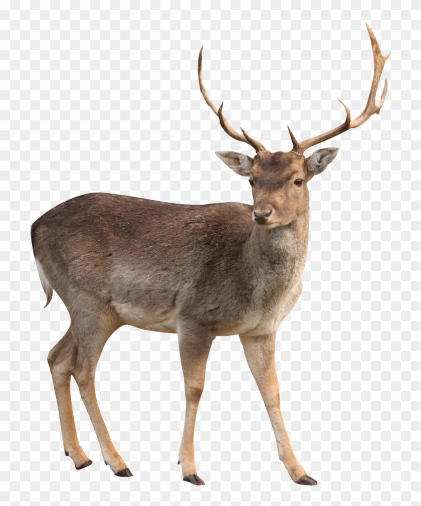 Deer Clipart Transparent - Deer Png #397553